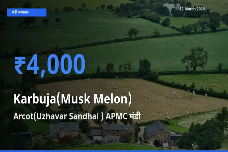 Arcot(Uzhavar Sandhai ) APMC मंडी में खरबूजा ₹4,000 पर पहुँचा – आज का सर्वोच्च भाव