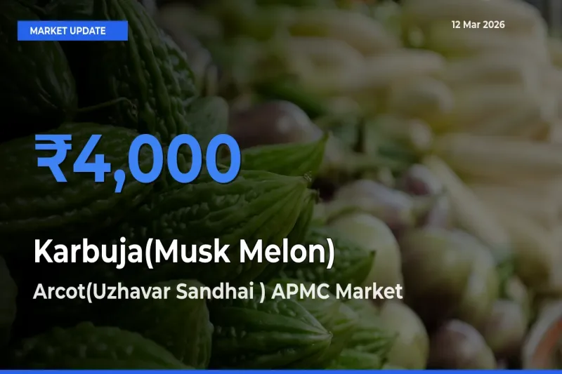 Top Performer! Arcot(Uzhavar Sandhai ) APMC Offers Best Karbuja(Musk Melon) Price Today