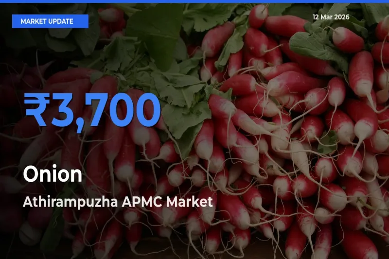 Top Performer! Athirampuzha APMC Offers Best Onion Price Today