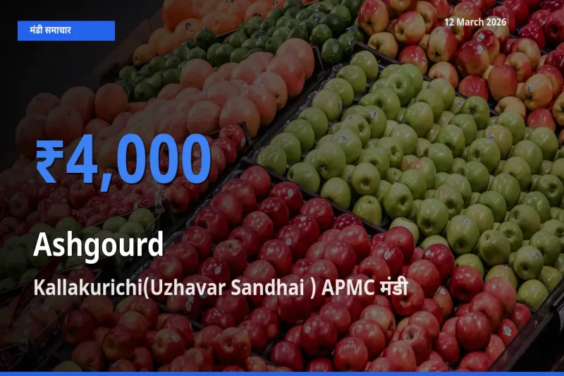Kallakurichi(Uzhavar Sandhai ) APMC मंडी में पेठा कद्दू ₹4,000 पर पहुँचा – आज का सर्वोच्च भाव