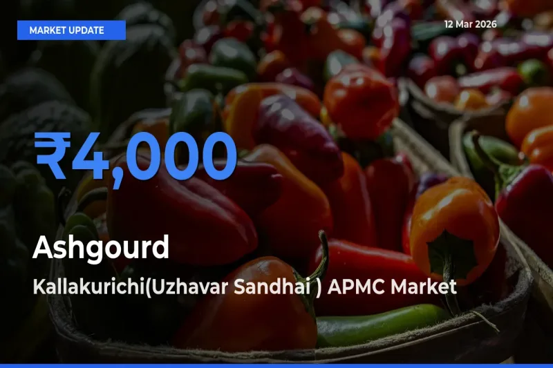 Kallakurichi(Uzhavar Sandhai ) APMC Leads as Top Mandi for Ashgourd Prices