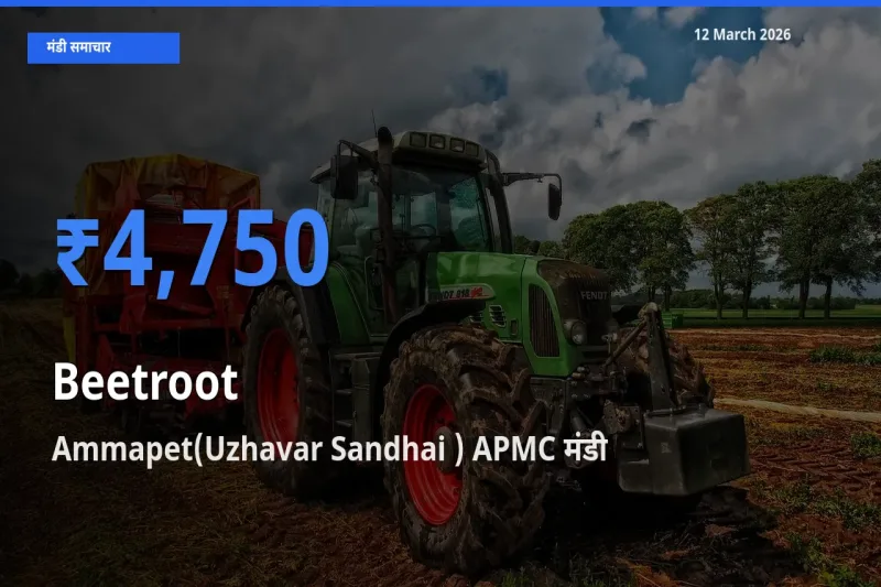 Ammapet(Uzhavar Sandhai ) APMC मंडी में आज चुकंदर के सबसे ऊँचे दाम दर्ज