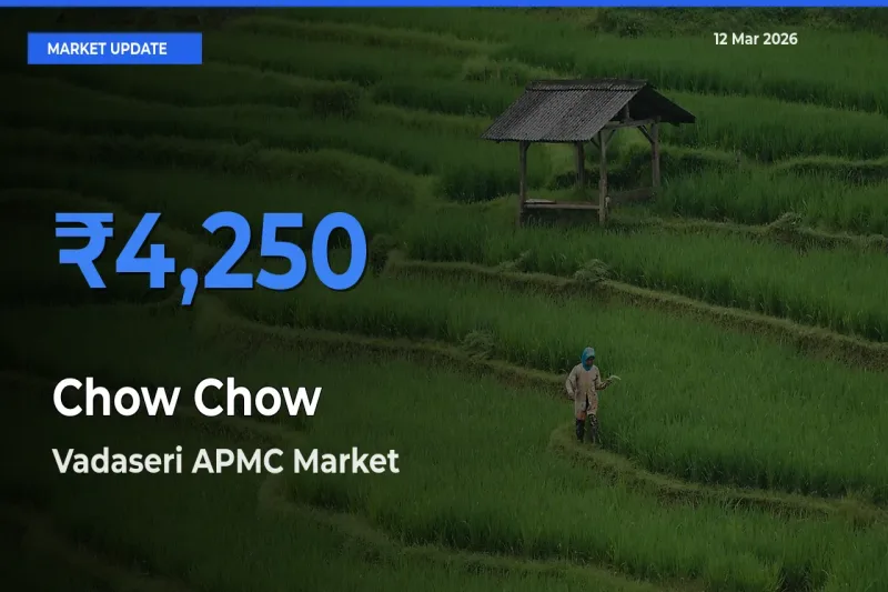Vadaseri APMC Emerges as Top Mandi for Chow Chow Prices Today