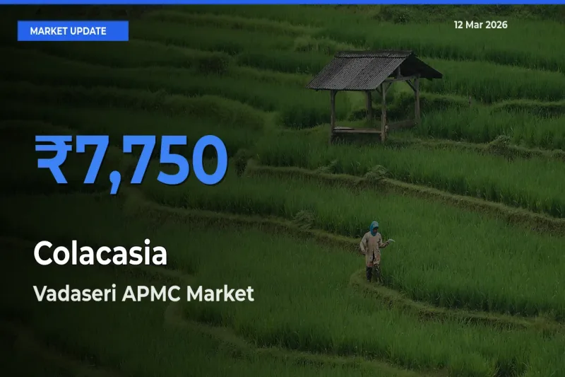 Market Watch: Vadaseri APMC Becomes Top Mandi for Colacasia