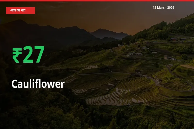 अचानक तेजी! मंडी में फूलगोभी के दाम 26.91% चढ़े