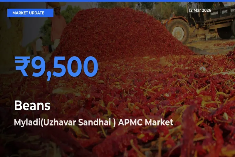 Top Performer! Myladi(Uzhavar Sandhai ) APMC Offers Best Beans Price Today