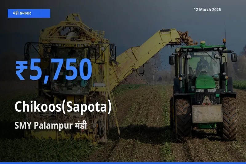 आज चीकू के सबसे ज़्यादा दाम SMY Palampur मंडी में दर्ज
