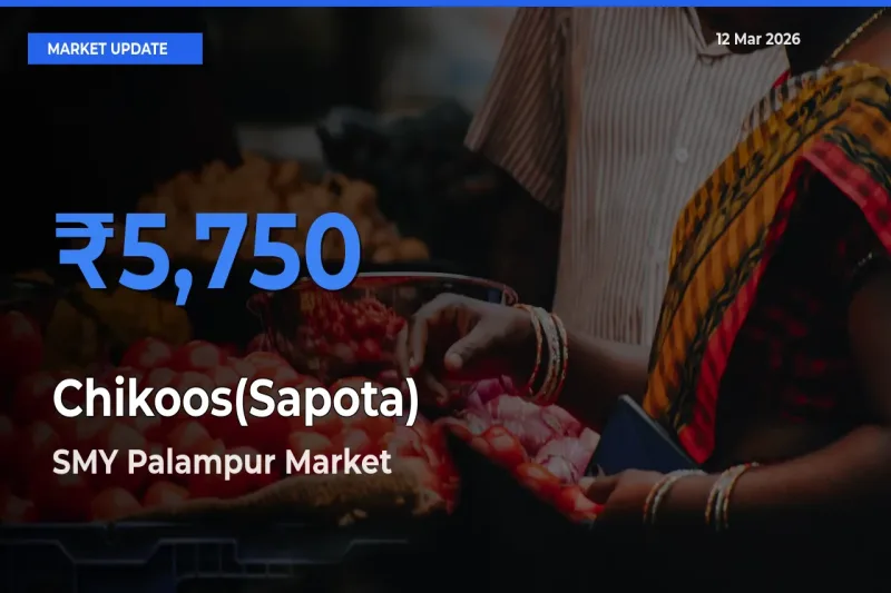 Market Watch: SMY Palampur Becomes Top Mandi for Chikoos(Sapota)