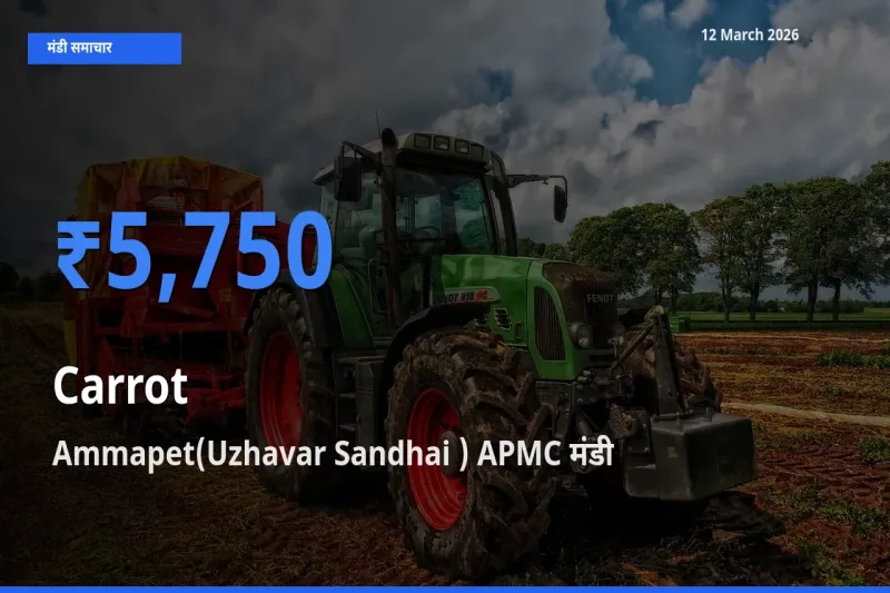 बाज़ार संकेत: Ammapet(Uzhavar Sandhai ) APMC बना गाजर के लिए आज की टॉप मंडी