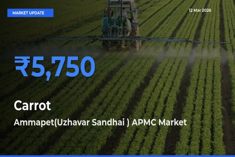 Ammapet(Uzhavar Sandhai ) APMC Emerges as Top Mandi for Carrot Prices Today