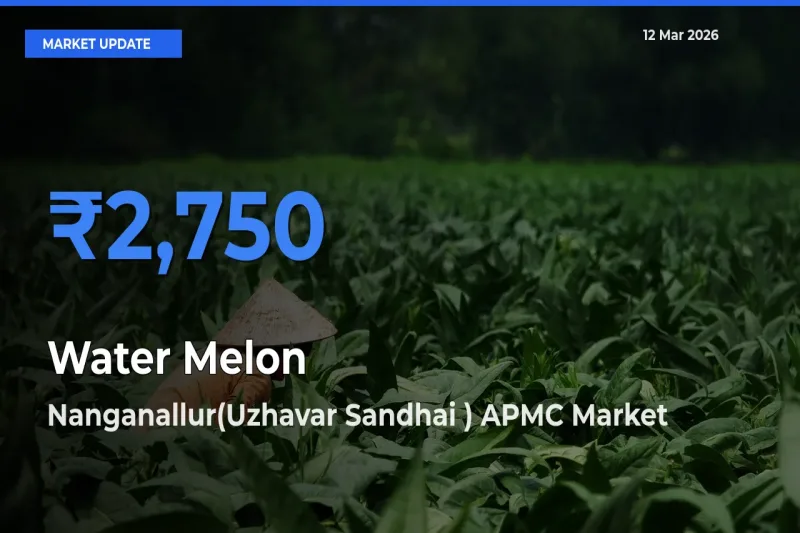 Top Performer! Nanganallur(Uzhavar Sandhai ) APMC Offers Best Water Melon Price Today