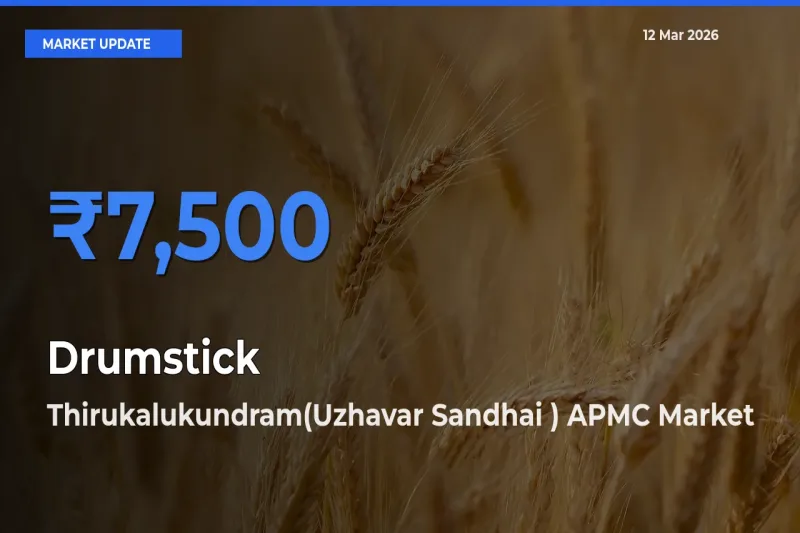Farmers Prefer Thirukalukundram(Uzhavar Sandhai ) APMC as Drumstick Hits Highest Rate