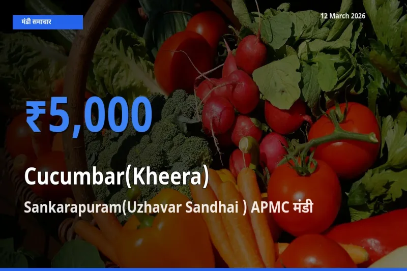 Sankarapuram(Uzhavar Sandhai ) APMC मंडी में खीरा ₹5,000 पर पहुँचा – आज का सर्वोच्च भाव