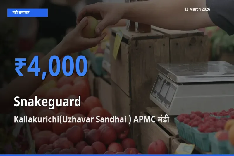12 March अपडेट: चिचिंडा (नागफनी लौकी) के सबसे ऊँचे दाम Kallakurichi(Uzhavar Sandhai ) APMC मंडी में