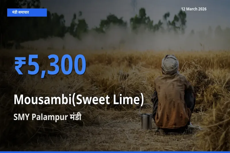 आज का मंडी भाव: मौसंबी के सबसे ज़्यादा दाम SMY Palampur में