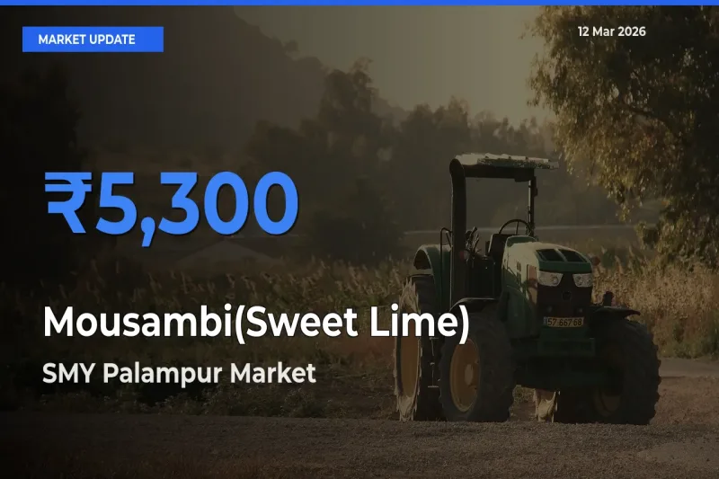 Market Watch: SMY Palampur Becomes Top Mandi for Mousambi(Sweet Lime)