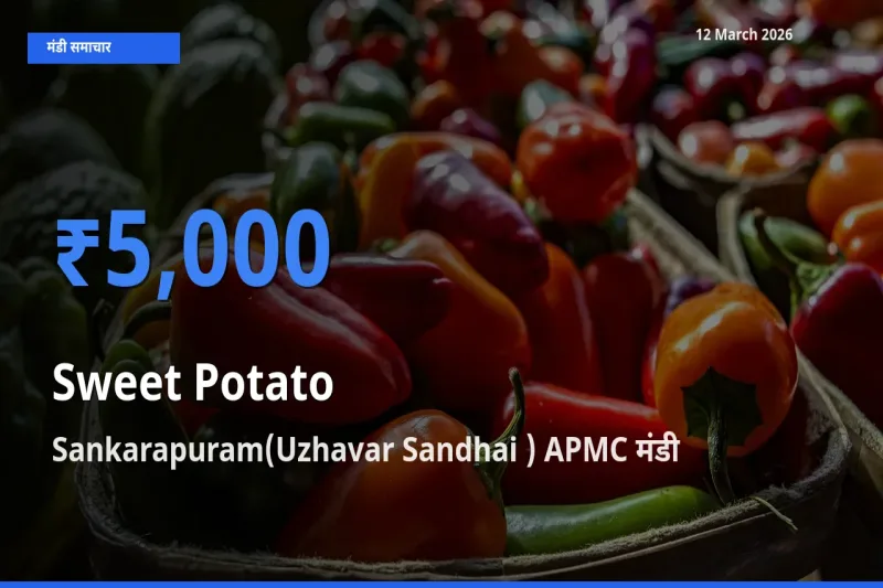 आज का मंडी भाव: शकरकंद के सबसे ज़्यादा दाम Sankarapuram(Uzhavar Sandhai ) APMC में