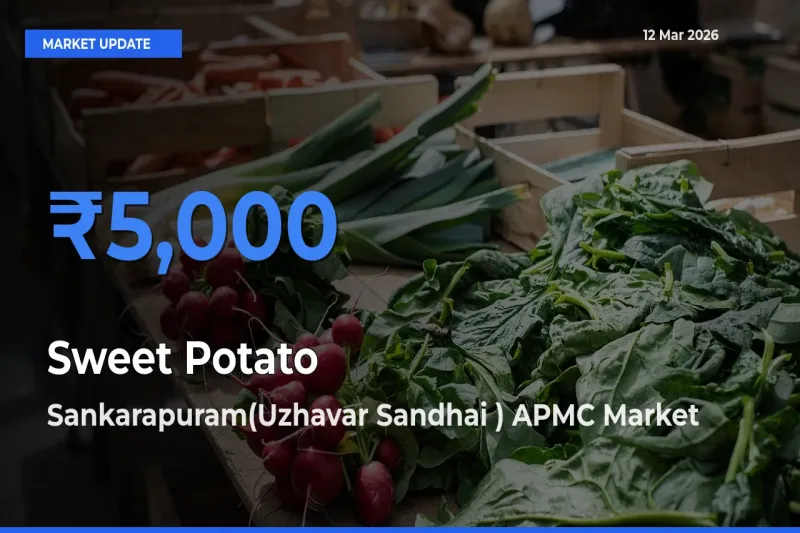 Sankarapuram(Uzhavar Sandhai ) APMC Tops Sweet Potato Rates – March 12 Market Update