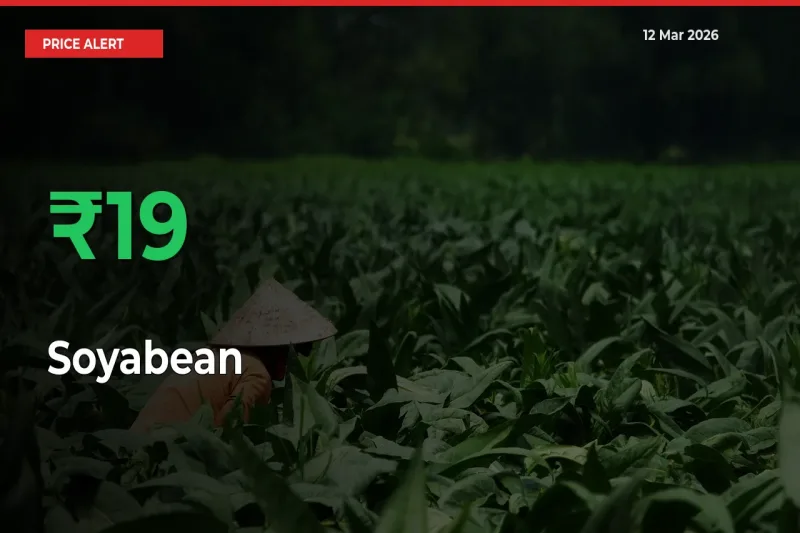 Soyabean Prices Rise 19.19% in a Day at Major Mandis