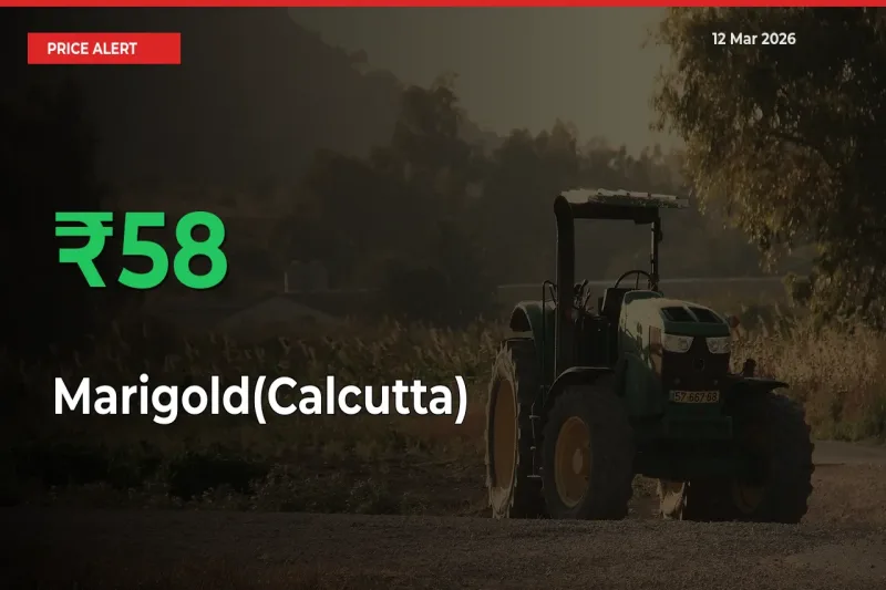 Why Marigold(Calcutta) Prices Rose 57.89% in a Day at Mandis