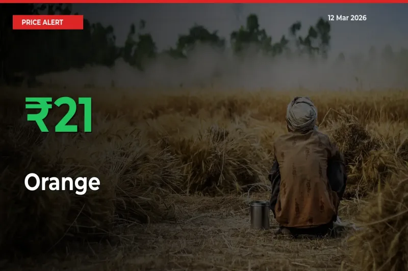 Orange Prices Rise 20.64% in a Day at Major Mandis
