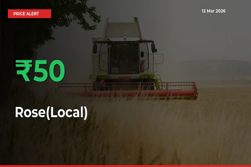 Rose(Local) Mandi Rate Today: Prices Jump 49.83% at Market