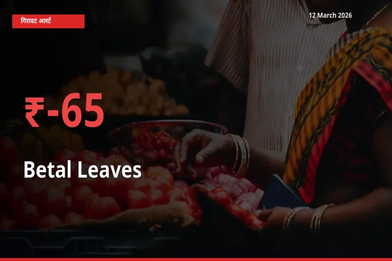 बाज़ार संकेत: पान के पत्ते के भाव मंडी में 64.75% नीचे