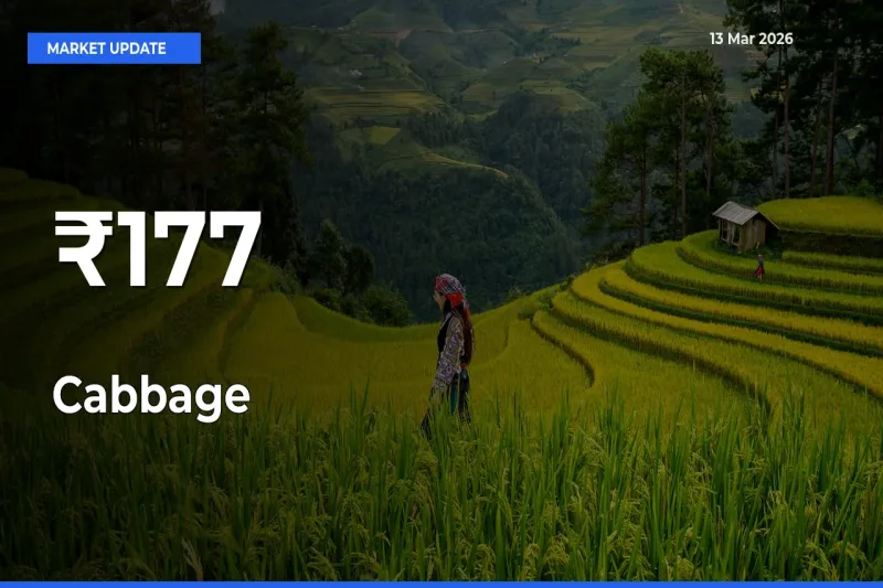 Cabbage Prices Gain Momentum Across 177+ Mandis – Market Trend Strengthens