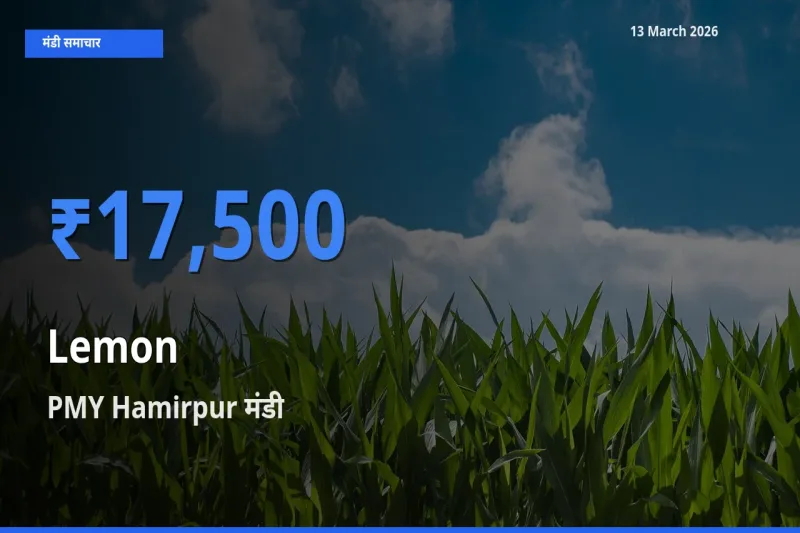 PMY Hamirpur में नींबू का आज सबसे ऊँचा भाव