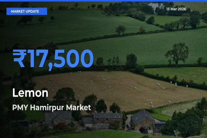 PMY Hamirpur Records Highest ₹17,500 Rate for Lemon