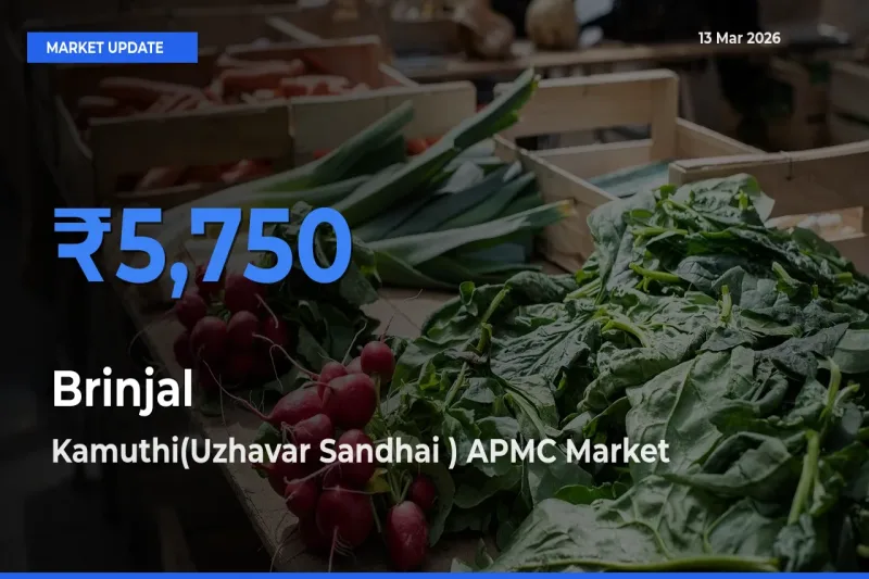 Top Performer! Kamuthi(Uzhavar Sandhai ) APMC Offers Best Brinjal Price Today