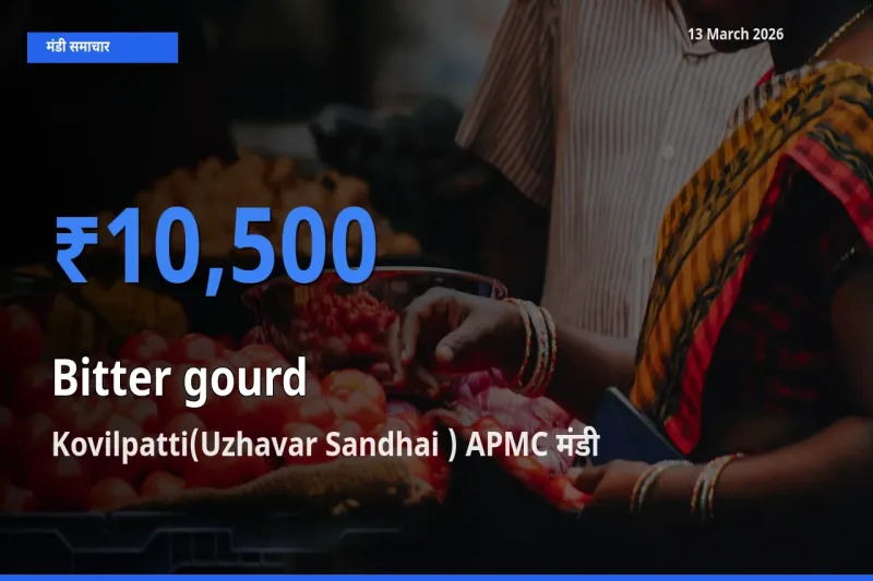 आज करेला के सबसे ज़्यादा दाम Kovilpatti(Uzhavar Sandhai ) APMC मंडी में दर्ज