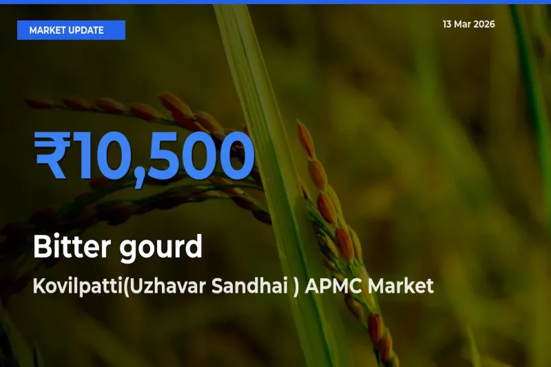 Kovilpatti(Uzhavar Sandhai ) APMC Records Highest ₹10,500 Rate for Bitter gourd