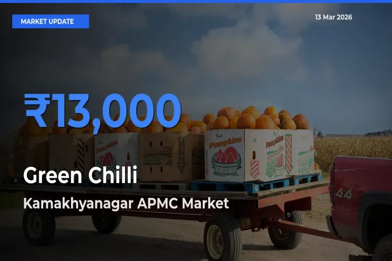 Kamakhyanagar APMC Tops Green Chilli Mandi Rates Today