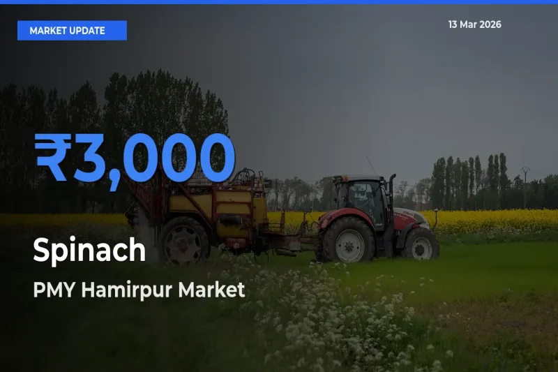 Market Watch: PMY Hamirpur Becomes Top Mandi for Spinach