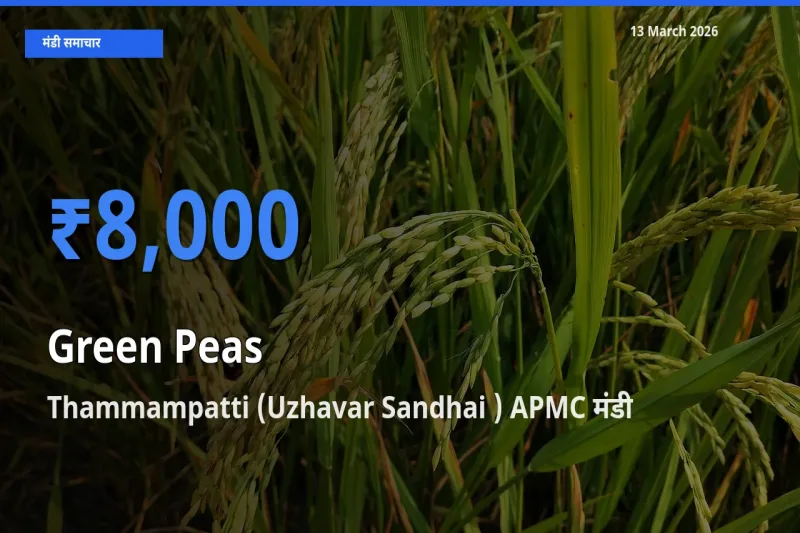 किसानों की पसंद बना Thammampatti (Uzhavar Sandhai ) APMC, हरा मटर के सबसे अच्छे दाम