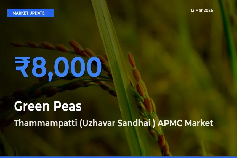 Thammampatti (Uzhavar Sandhai ) APMC Leads as Top Mandi for Green Peas Prices