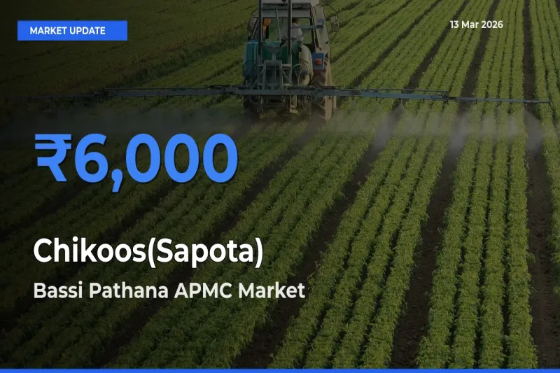 Farmers Prefer Bassi Pathana APMC as Chikoos(Sapota) Hits Highest Rate