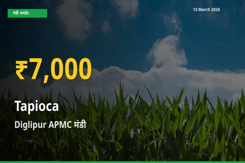 रिकॉर्ड तेज़ी! Diglipur APMC में साबूदाना ₹7,000 पर पहुँचा