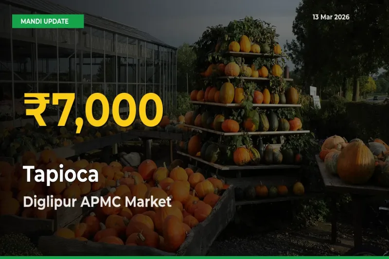 Tapioca Hits Fresh High in Diglipur APMC Today