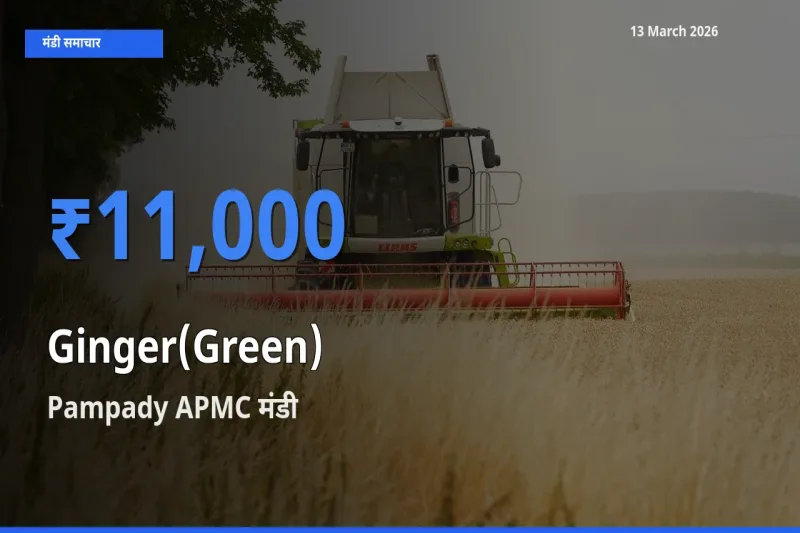 Pampady APMC मंडी में अदरक (हरा) ₹11,000 पर पहुँचा – आज का सर्वोच्च भाव