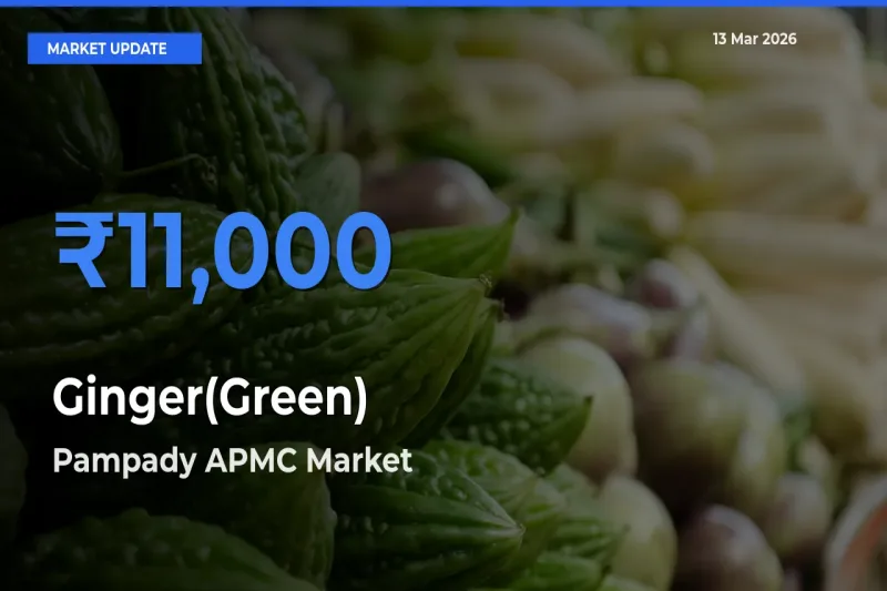 Pampady APMC Tops Ginger(Green) Rates – March 13 Market Update