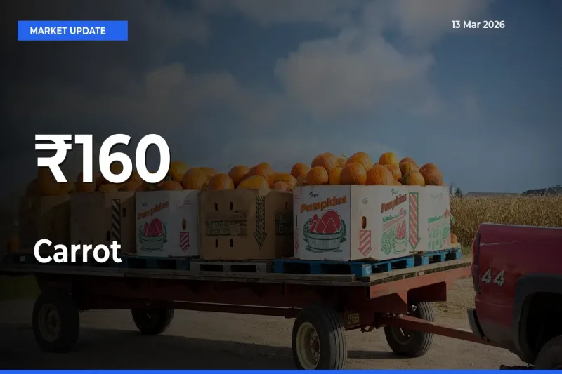 Carrot Prices Trend Across 160+ Mandis – Market Direction Turns Clear