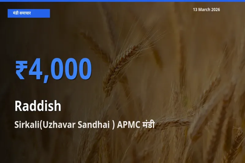 बाज़ार संकेत: Sirkali(Uzhavar Sandhai ) APMC बना मूली के लिए आज की टॉप मंडी