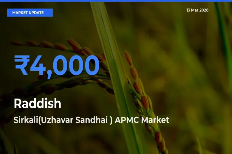 Sirkali(Uzhavar Sandhai ) APMC Tops Raddish Rates – March 13 Market Update