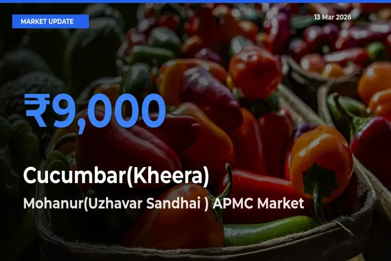 Mohanur(Uzhavar Sandhai ) APMC Tops Cucumbar(Kheera) Rates – March 13 Market Update