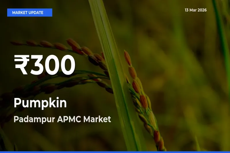 Pumpkin Prices Touch 30-Day Low in Padampur APMC – March 13 Update