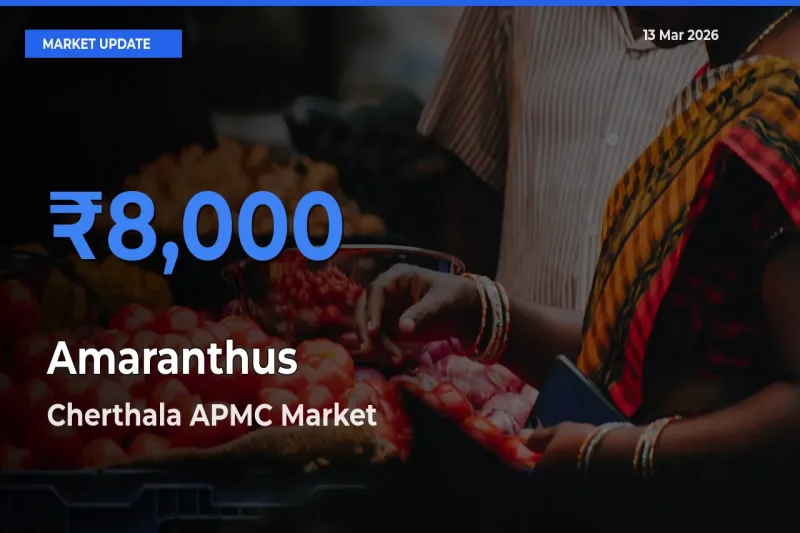 Cherthala APMC Tops Amaranthus Rates – March 13 Market Update