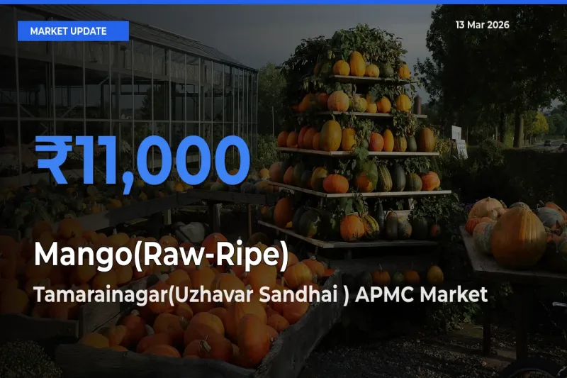 Tamarainagar(Uzhavar Sandhai ) APMC Offers ₹11,000 – Highest Mango(Raw-Ripe) Rate Today