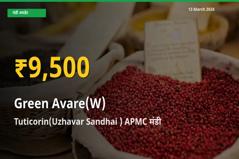 आज का मंडी भाव: Tuticorin(Uzhavar Sandhai ) APMC में हरी सेम सबसे ऊँचे स्तर पर